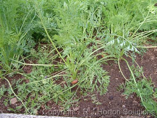 Carrot Plants 